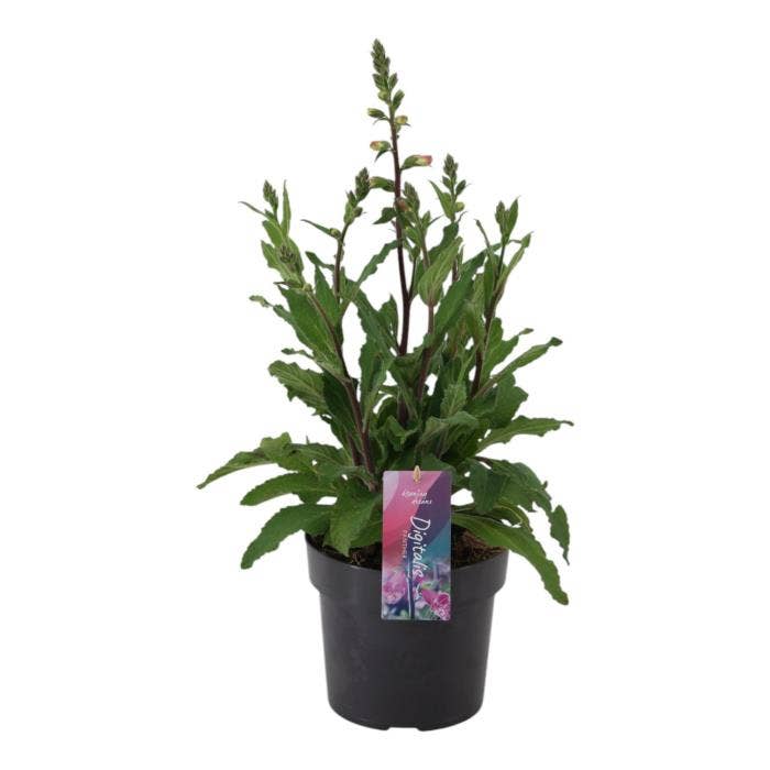 Digitalis 'Hanabee Pink'