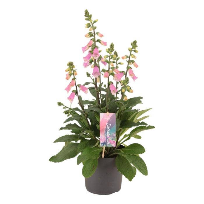 Digitalis 'Hanabee Pink