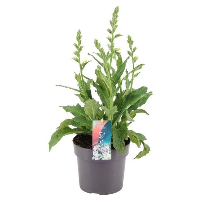 Digitalis Hanabee White'