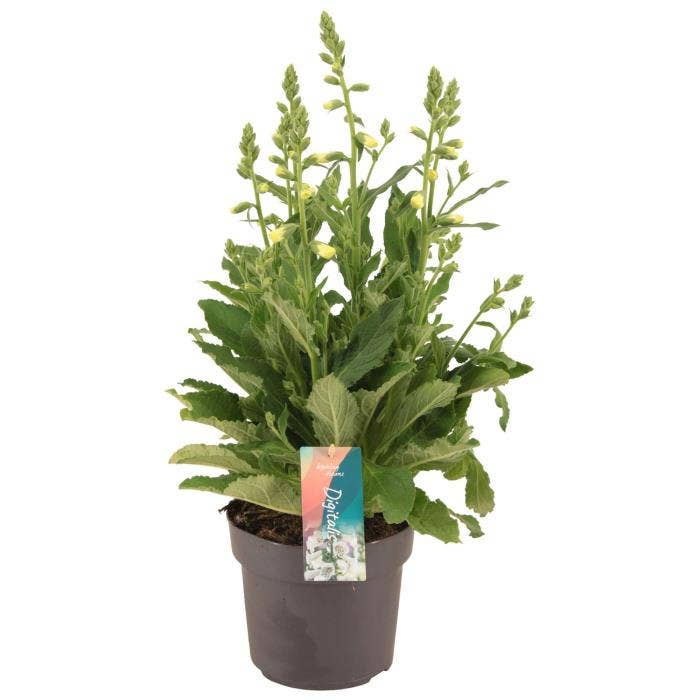 Digitalis Hanabee White