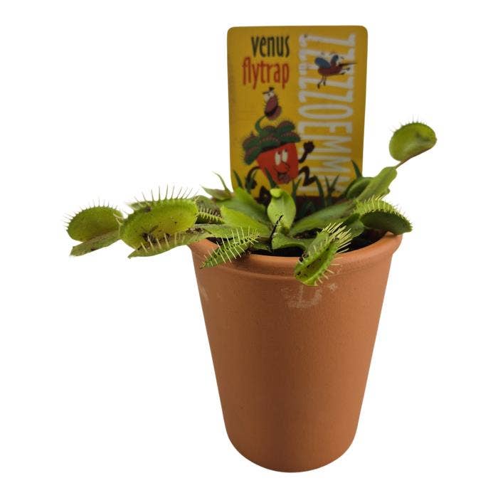 Dionaea muscipula in terracotta