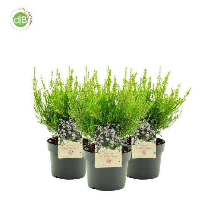 Diosma hir. 'Pink Fountain'