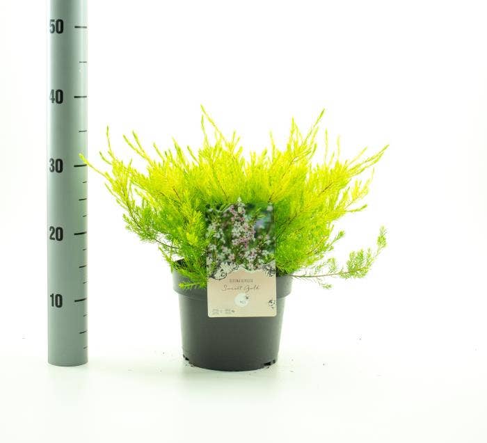 Diosma hir. 'Sunset Gold'