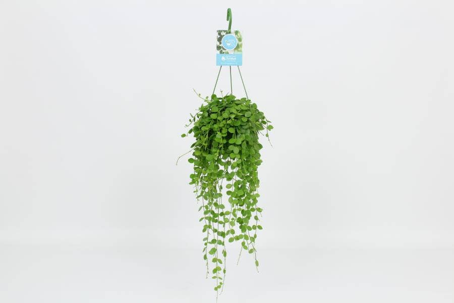 Dischidia Nummularia in hanging basket