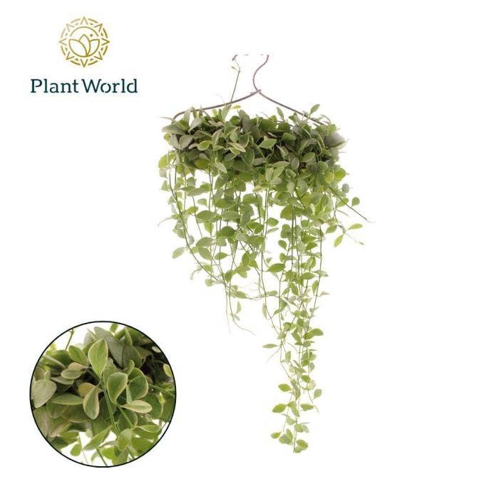 Dischidia on clothes hanger