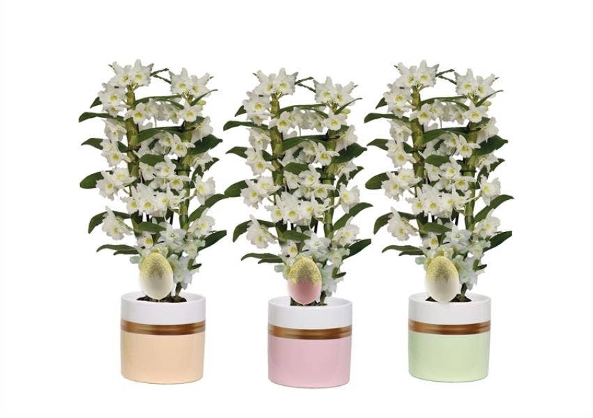 Dolomite p12 Horizon pastel mix Dendr Nobile Apoll