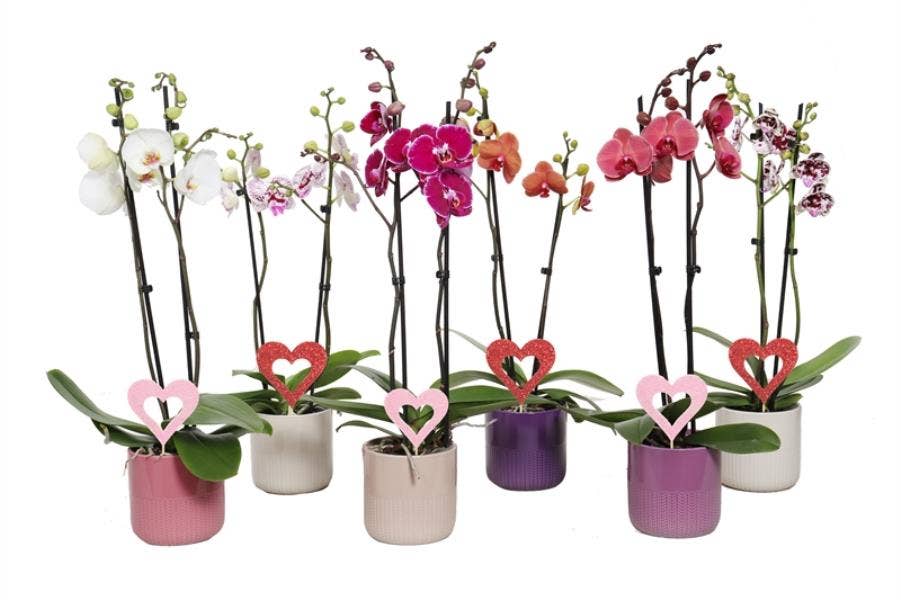 Dolomite p12 Morgan charm mix Phal mix 2T14+