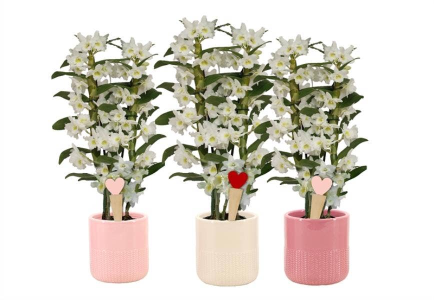 Dolomite p12 Morgan pink mix Dendr Nobile Apollon 