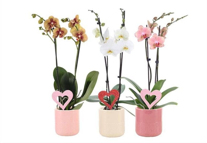 Dolomite p12 Morgan pink mix Phal mix 2T14+