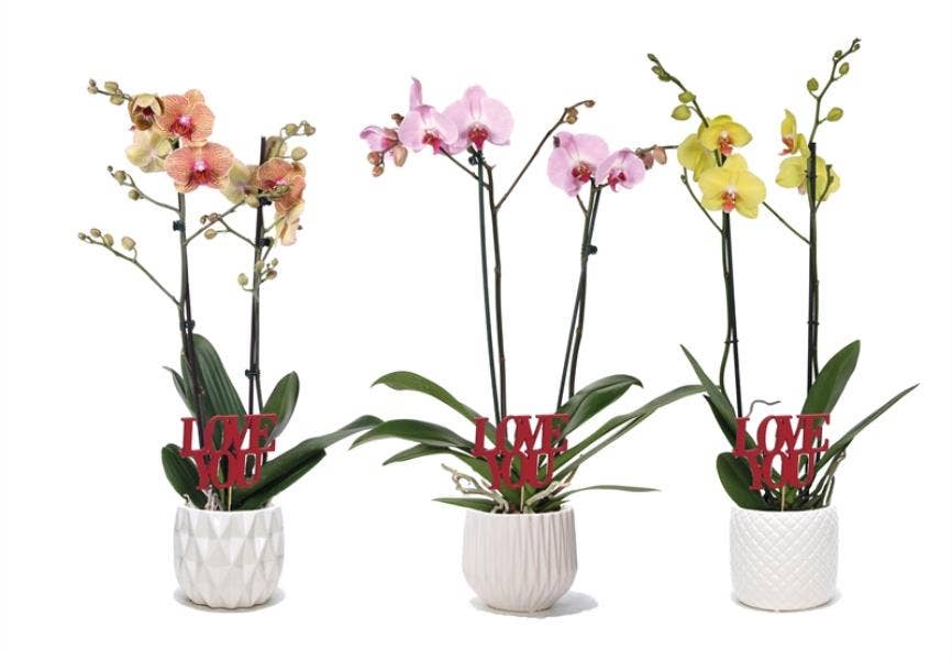 Dolomite p12 White mix Phal mix 2T14+