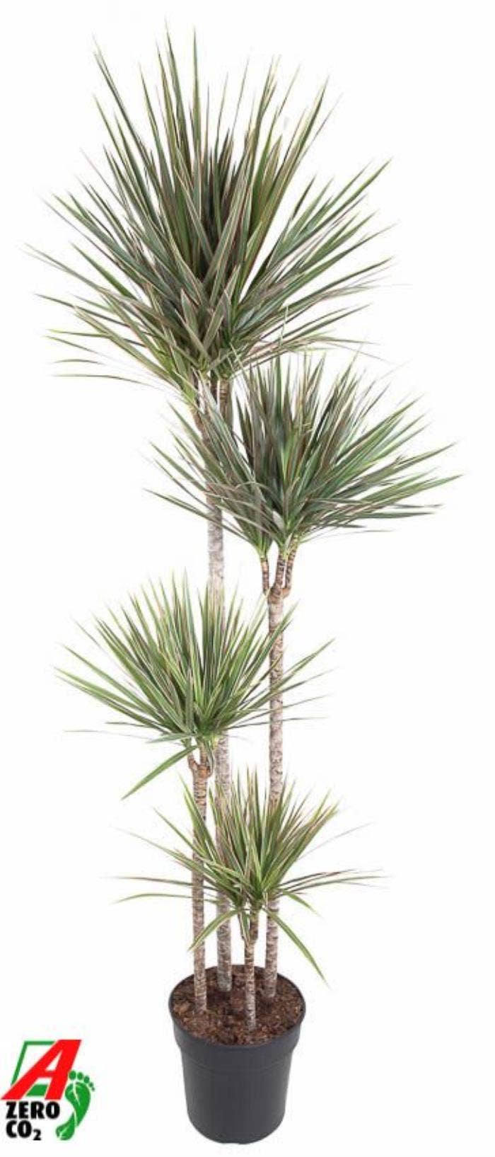 Dracaena Bicolor 120-90-60-30