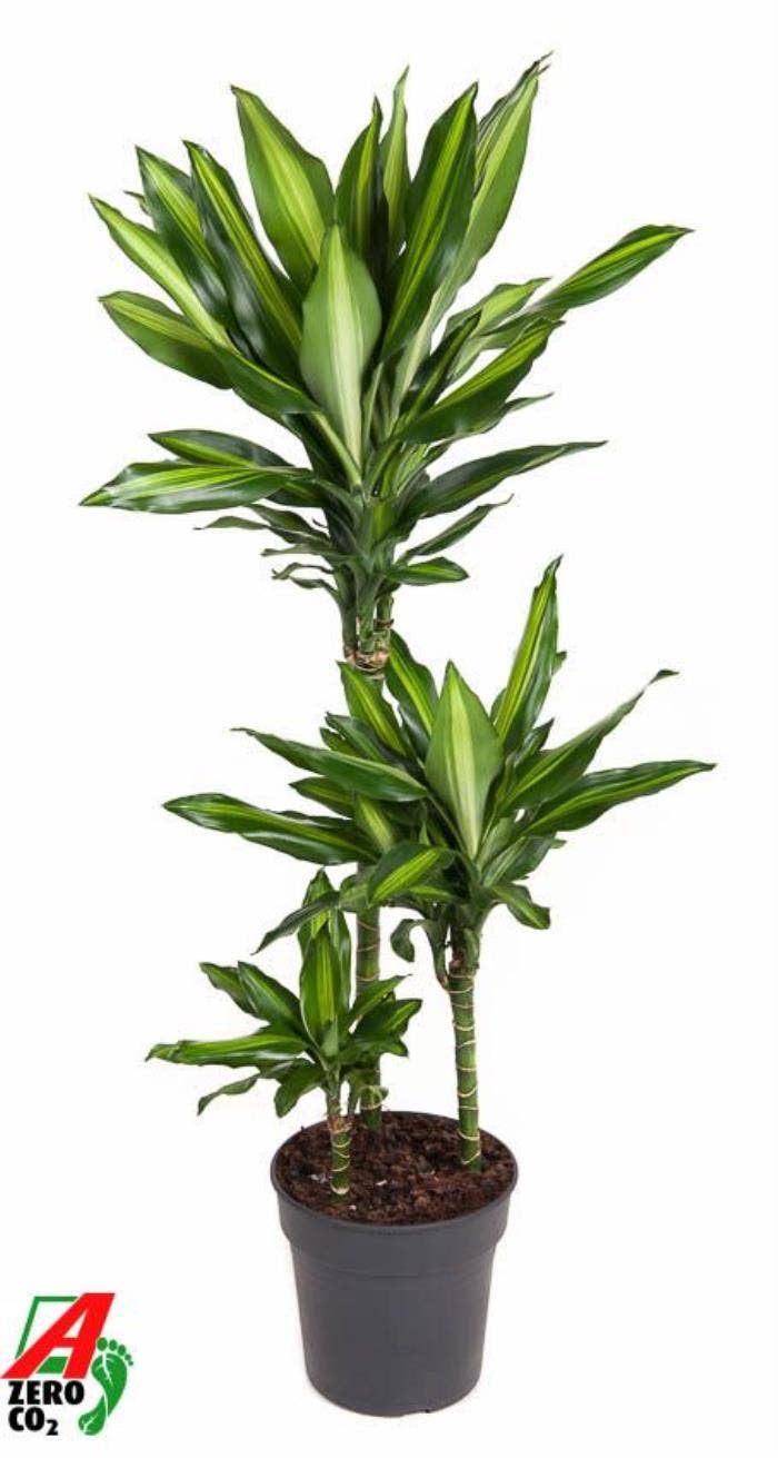 Dracaena Cintho 60-30-15