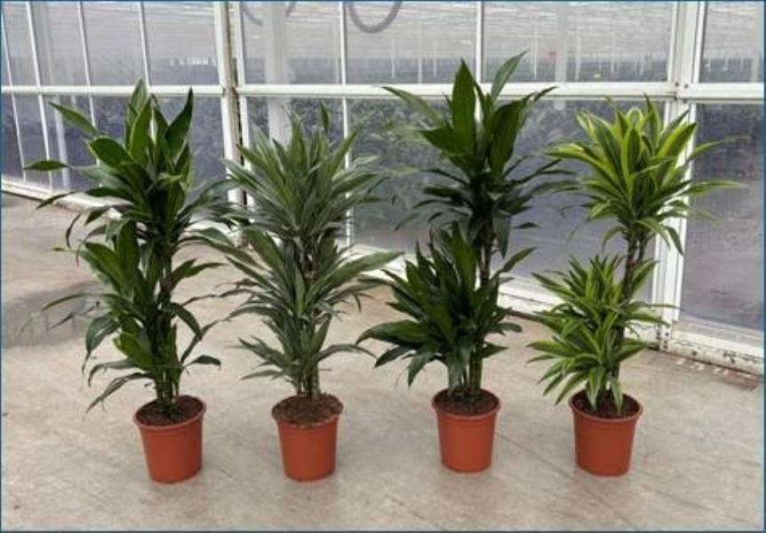 Dracaena Deremensis
