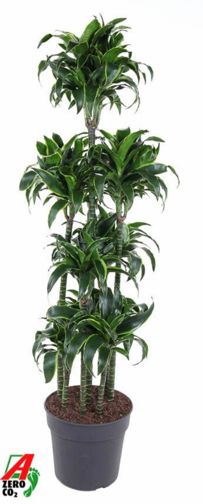 Dracaena Dorado 120-carrousel