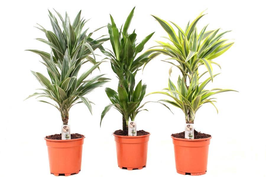 Dracaena fr. 30-10