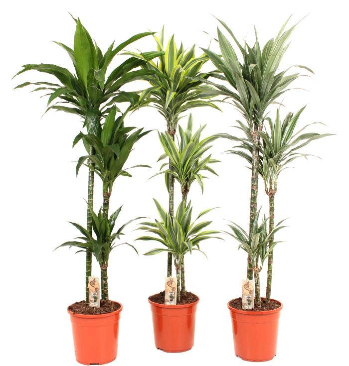 Dracaena fr. 90-60-30