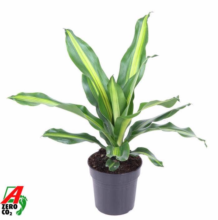Dracaena fr. Burley
