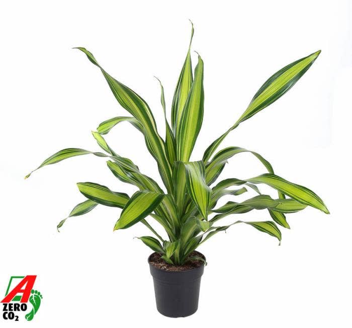 Dracaena fr. Charley
