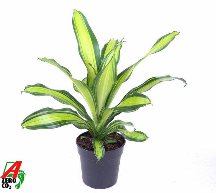 Dracaena fr. Charley