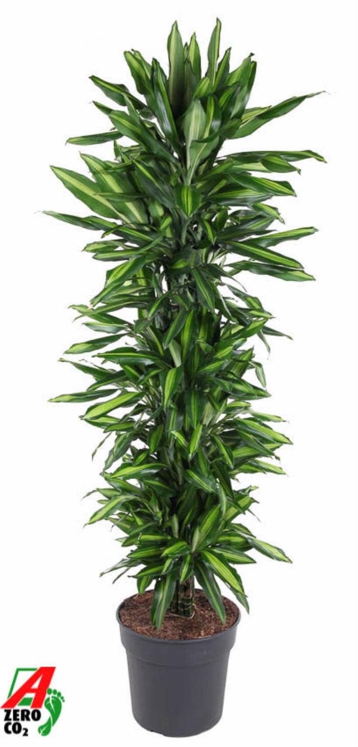 Dracaena fr. Cintho