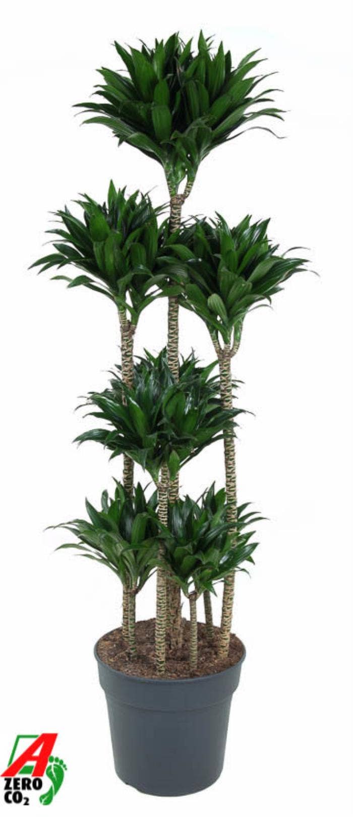 Dracaena fr. Compacta 120
