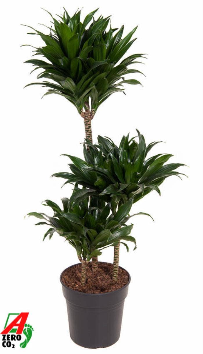 Dracaena fr. Compacta 60-30-15