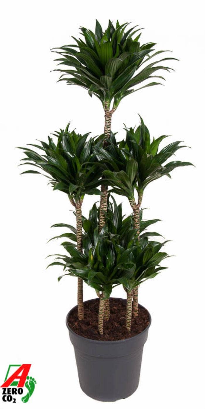Dracaena fr. Compacta 90