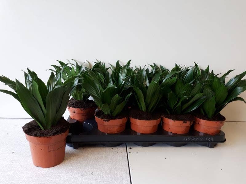 Dracaena fr. Compacta