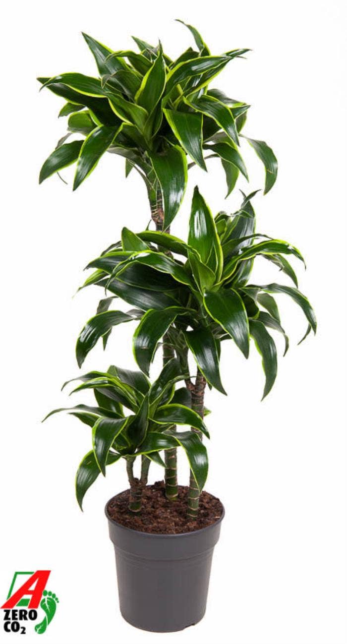 Dracaena fr. Dorado 60-30-15