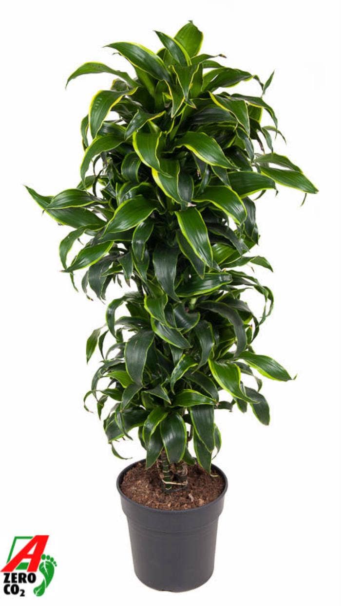Dracaena fr. Dorado