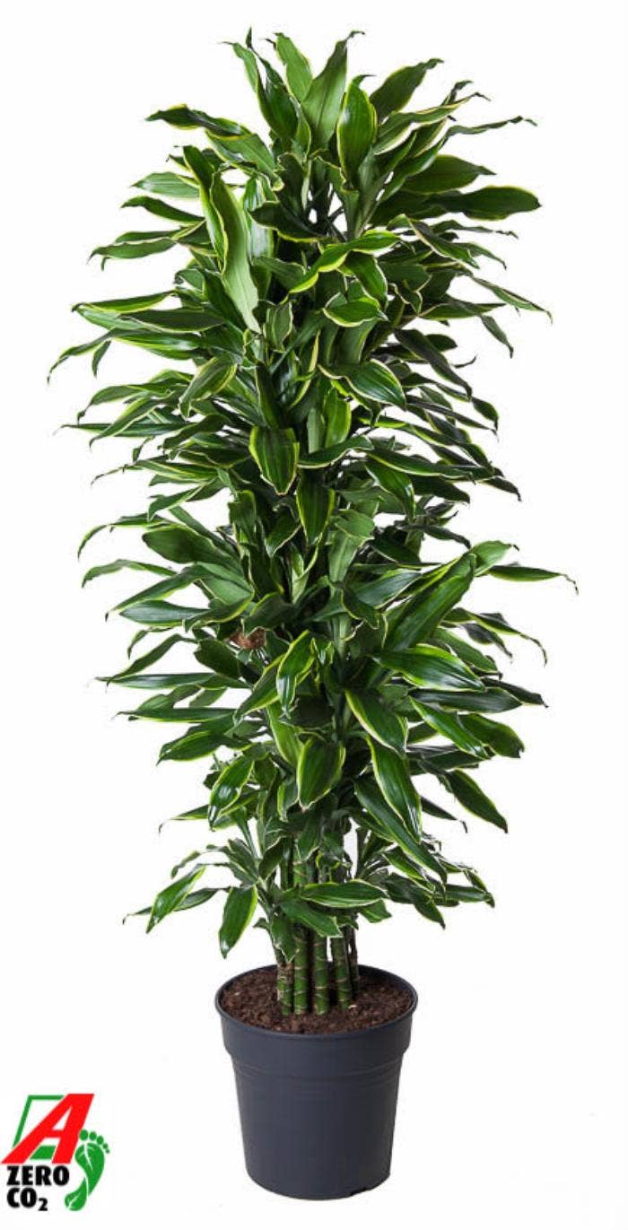 Dracaena fr. Gold Coast