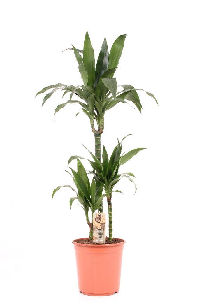 Dracaena fr. Janet Craig 60-30-15