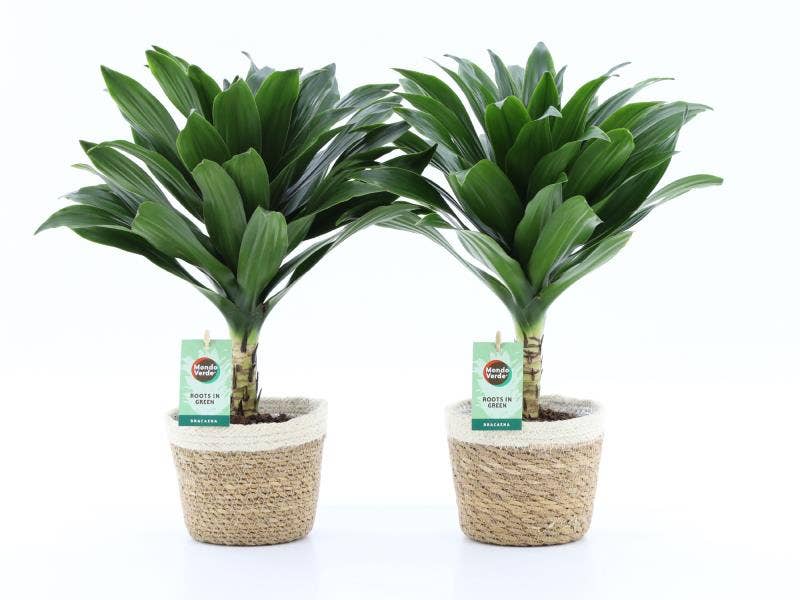 Dracaena fr. Janet Craig in Noah