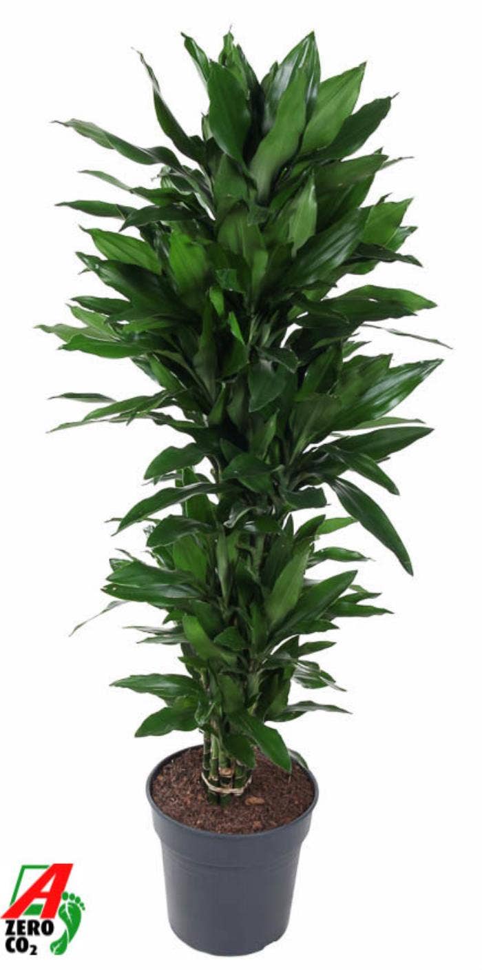 Dracaena fr. Janet Lind