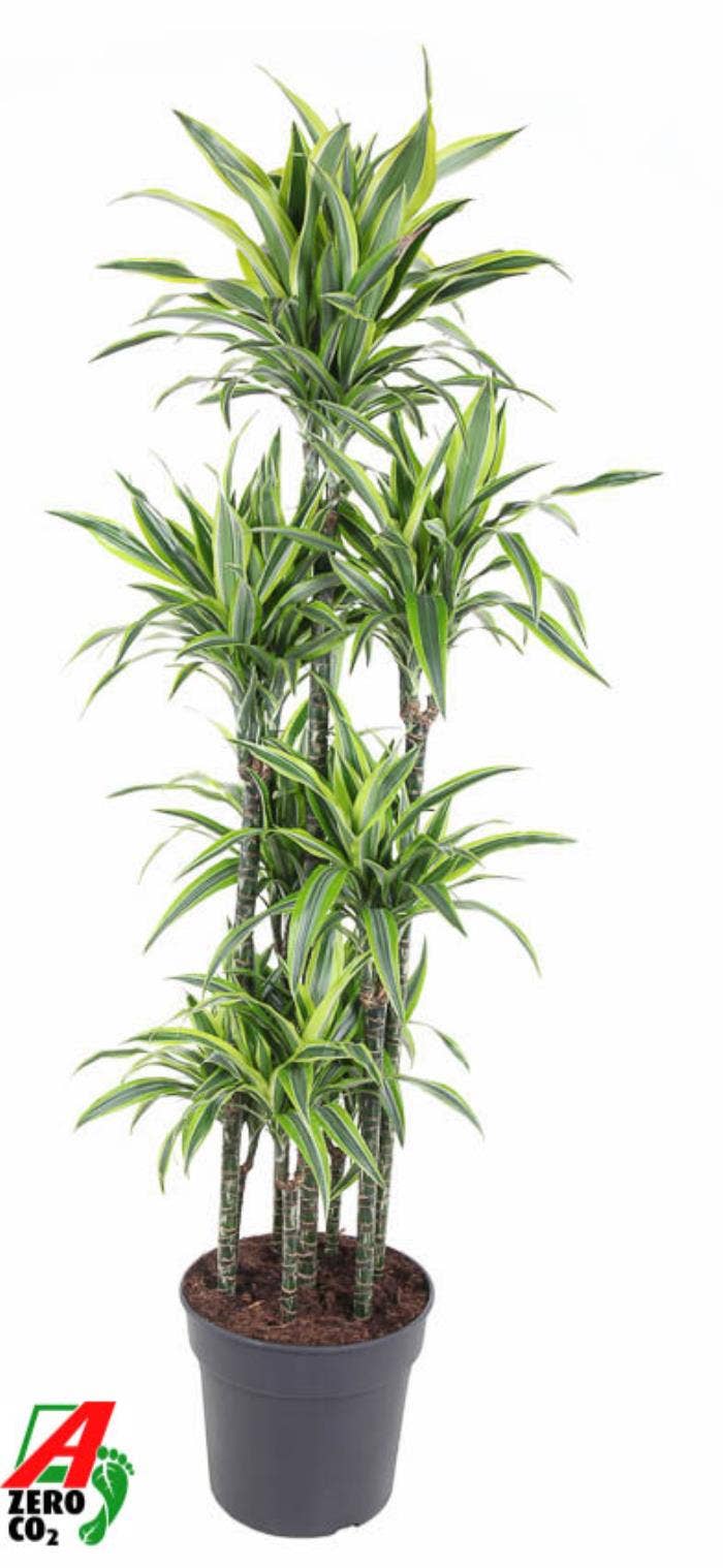 Dracaena fr. Lemon Lime 120