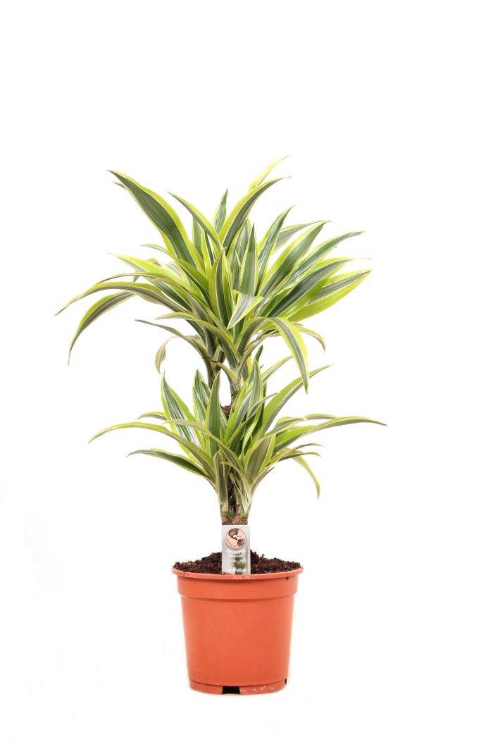 Dracaena fr. Lemon Lime 30-10