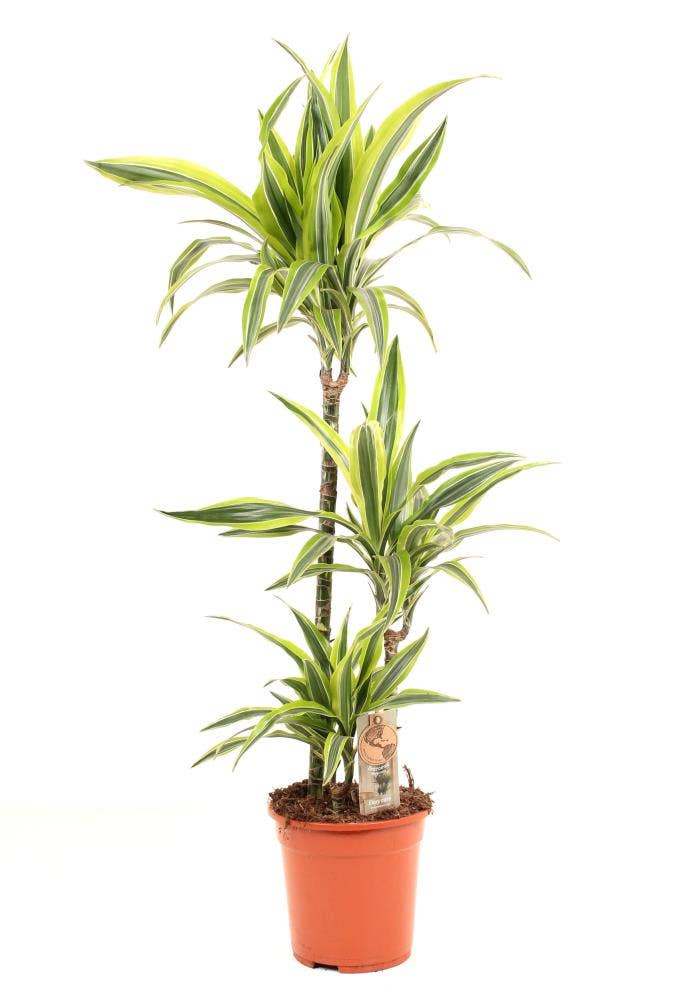 Dracaena fr. Lemon Lime 60-30-15