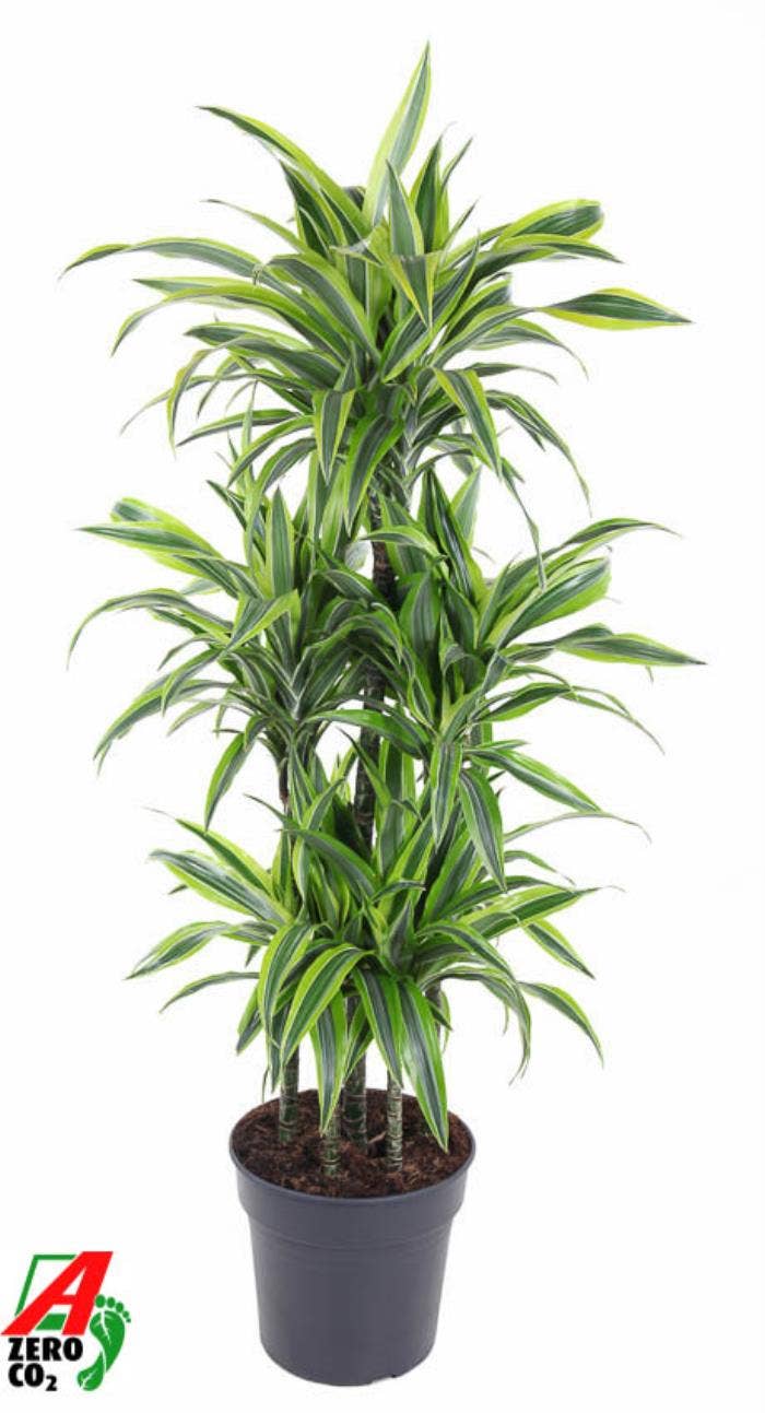 Dracaena fr. Lemon Lime 90
