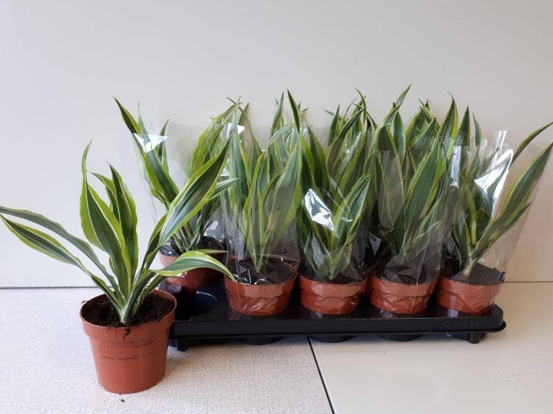 Dracaena fr. Lemon Lime