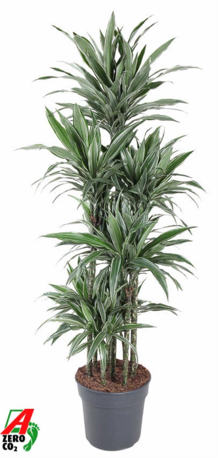 Dracaena fr. Warneckei 120