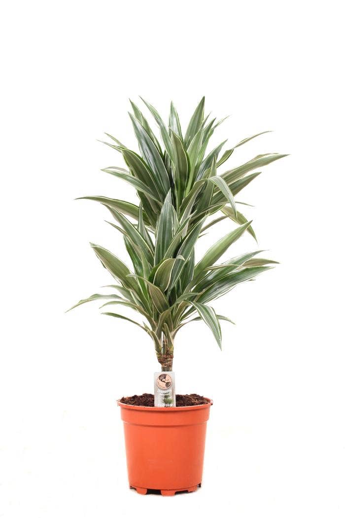 Dracaena fr. Warneckei 30-10