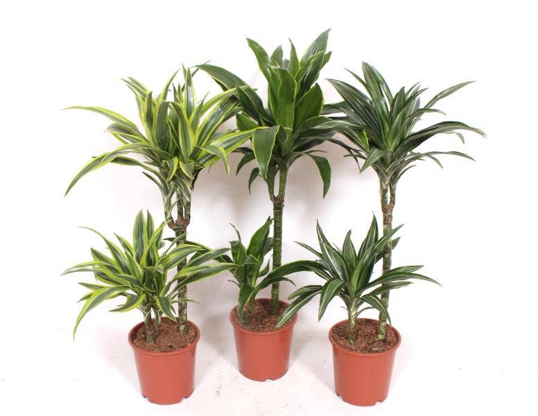 Dracaena frag. 45-15