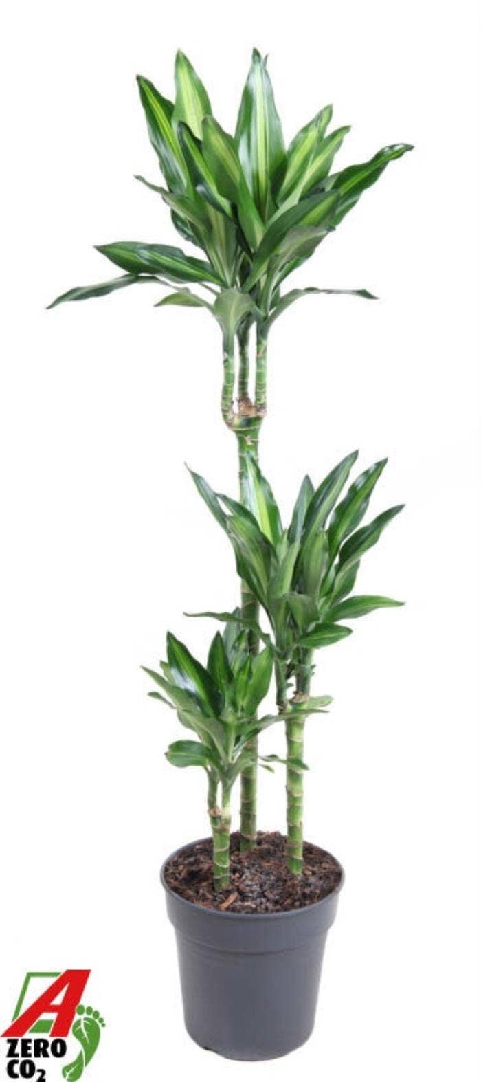 Dracaena frag. Cintho 60-30-15