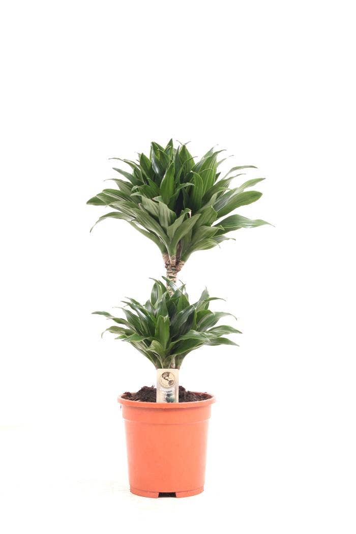 Dracaena frag. Compacta 30-10