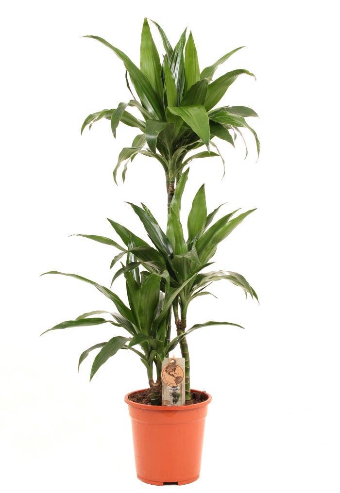 Dracaena frag. Compacta 60-30-15