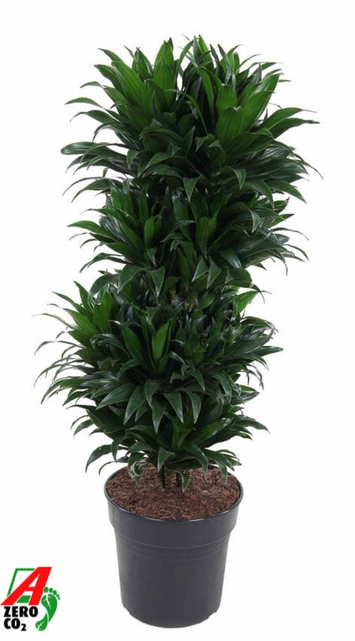 Dracaena frag. Compacta