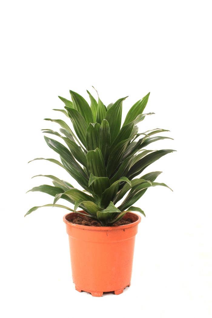 Dracaena frag. Compacta