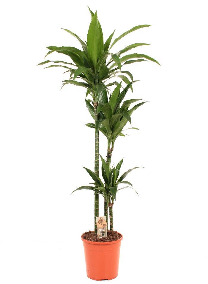 Dracaena frag. Janet Craig 90-60-30 