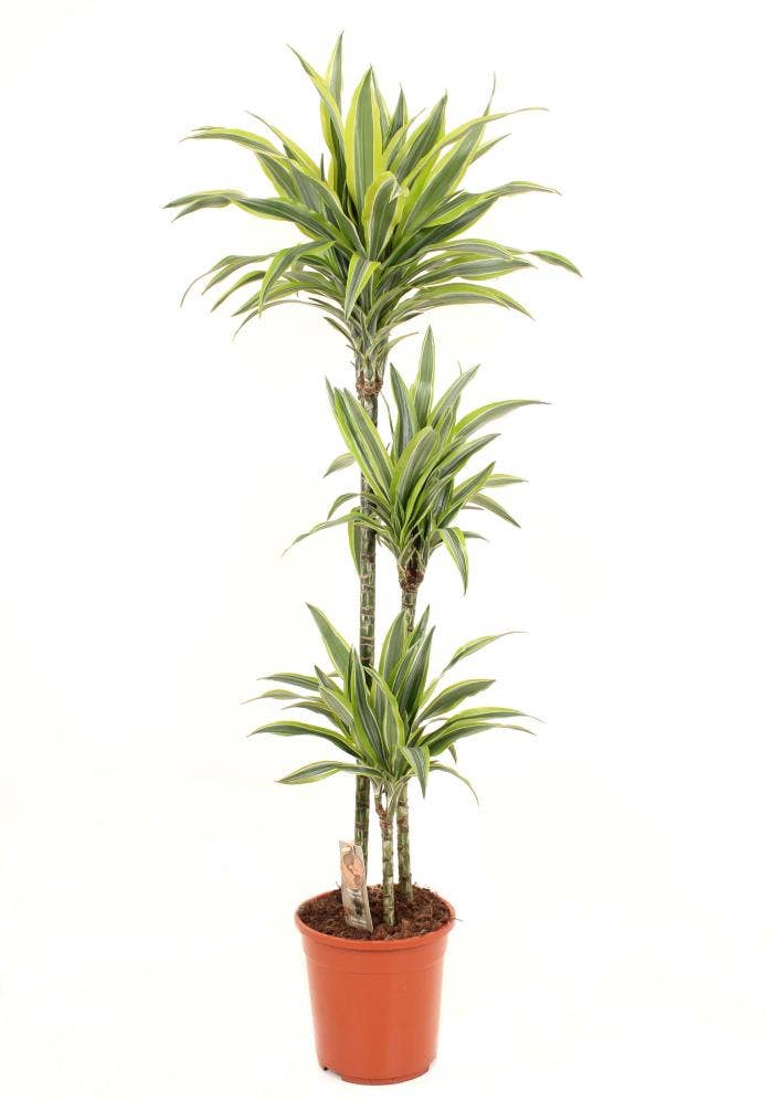 Dracaena frag. Lemon Lime 90-60-30