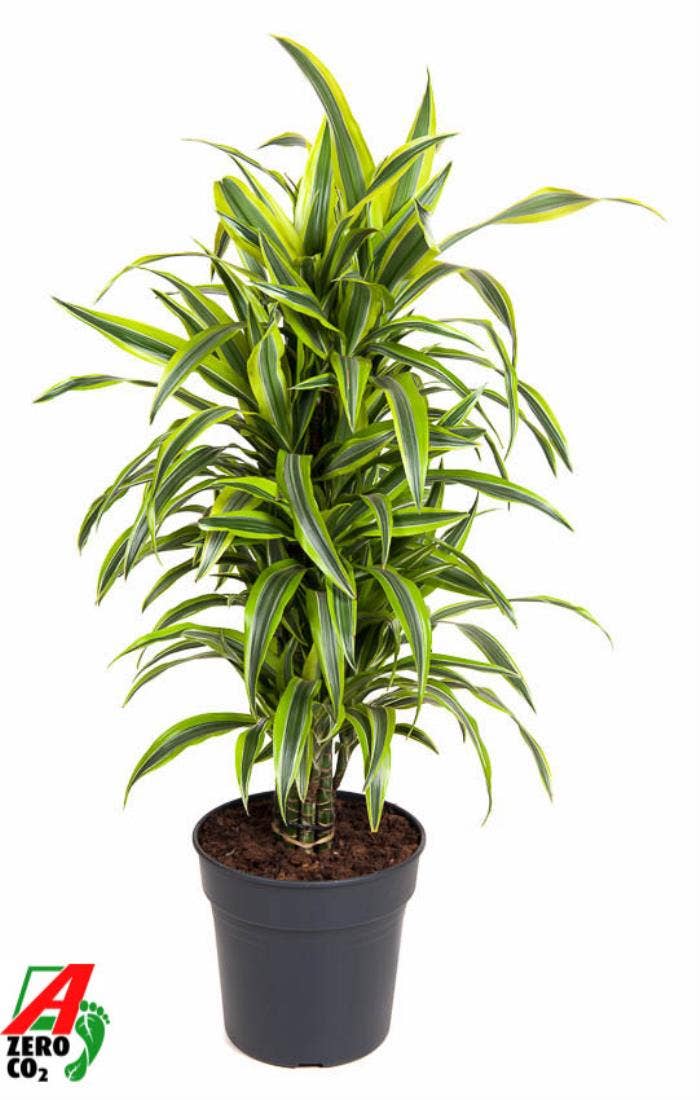 Dracaena frag. Lemon Lime